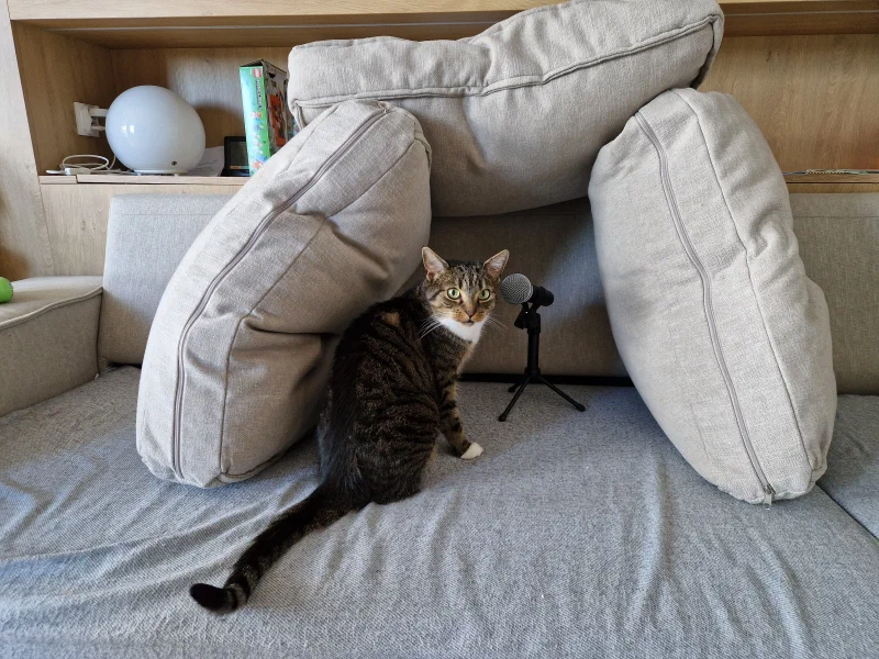 couch_cat.webp